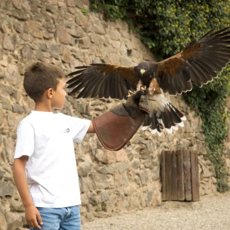 Volerie des aigles et la Montagne des singes