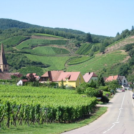 Route des vins d'Alsace